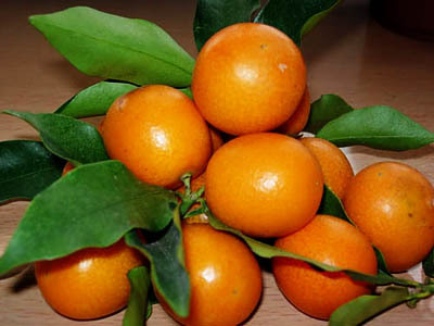 ���L(zh��ng)̶���p���~��Ʒ���